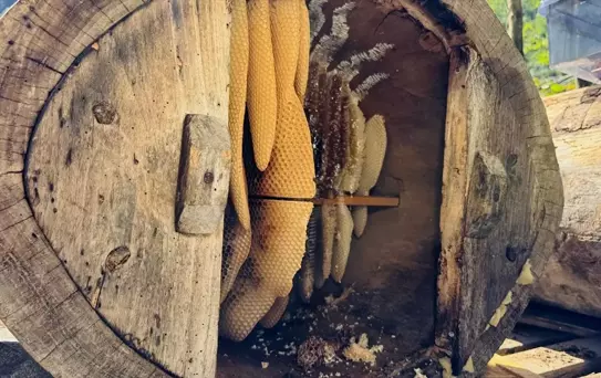 Ayder Yaylası'nda Bal Hasadı Başladı