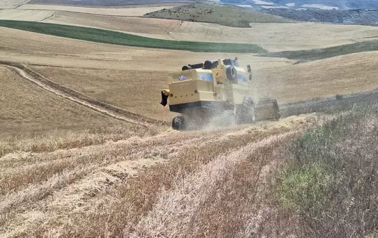 Çorum'da Arpa Hasadı Başladı