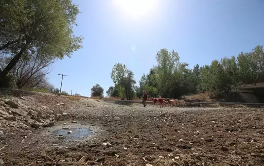Kuraklık Nedeniyle Sudan Koyun Geçirme Geleneği Değişti