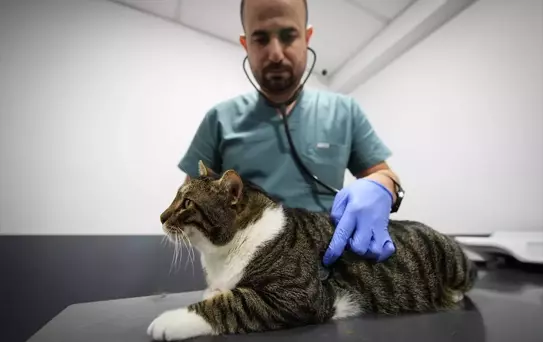 Kedi Mars, Kök Hücre Tedavisiyle Diyabeti Yendi