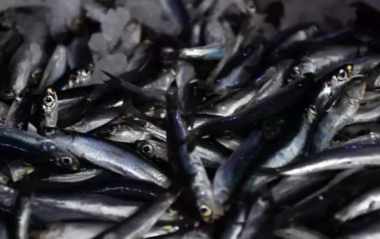 Hamsi Sezonu Akçakoca'da Erken Başladı