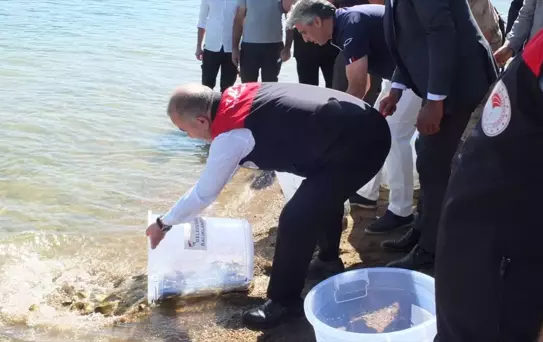 Keban Gölü'ne 10 Bin Sazan Yavrusu Bırakıldı