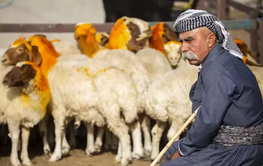 Erbil'de Kurban Bayramı'nda Hayvan Satışları Düşüyor