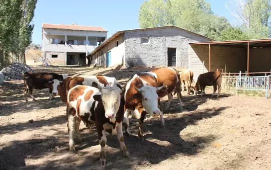 Oğuz Abbas'ın Yeni Hayvanlık Hayatı