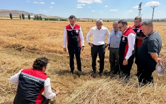 Gemerek'te Buğday Hasadı Başladı