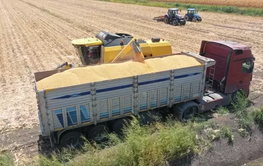 Amik Ovası'nda Mısır Hasadı Başladı