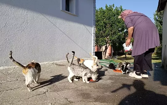 Kedi Sever Kadın, 35 Kediye Yuva Oluyor