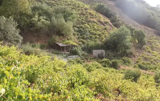 Bitlis'te Üzüm Hasadı Başladı
