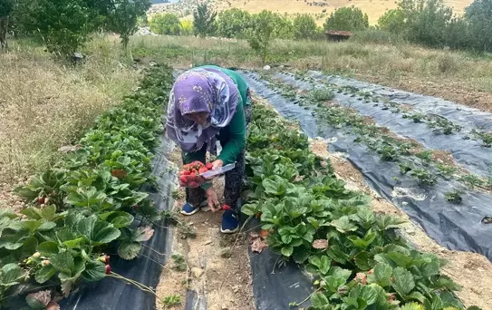 Aksu'da Çilek Hasadı Başladı