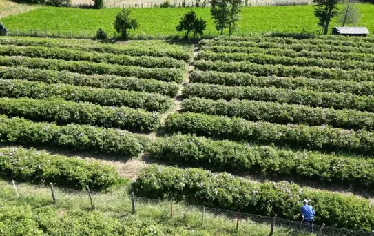 Isparta'da Gül Hasadı Devam Ediyor