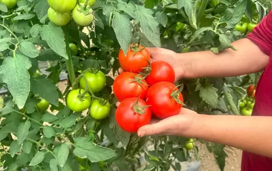 Yayla Domatesi Hasadı Başladı