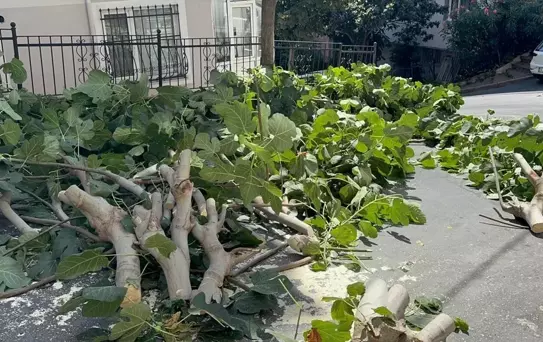 İstanbul'u fırtına vurdu! Ağaçlar devrildi, Gülhane Parkı kapatıldı