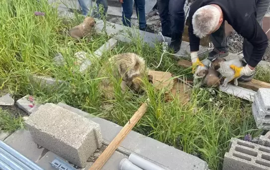 Kars'ta Bacaya Düşen 4 Yavru Köpek Kurtarıldı