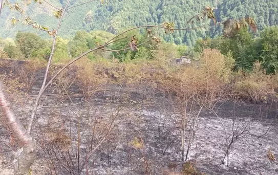 Çatalzeytin'de Yangın Kontrol Altına Alındı