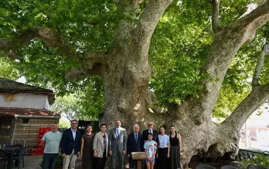 582 Yıllık Anıt Çınar İncelendi