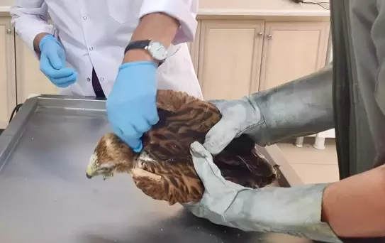 Kırşehir'de Bulunan Şahinler Tedavi Altında