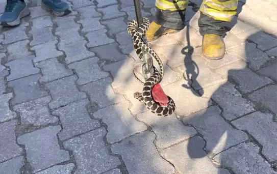 Bodrumda Yılan Paniği