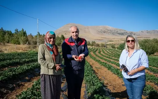 Malatya'da Domates ve Çilek Üretimi Artıyor