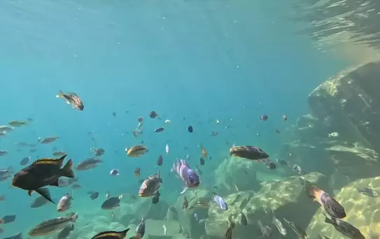 Malavi Gölü'nde Renkli Balıklar ve Turist Turları