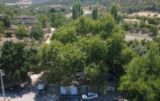 Asırlık Çınar Altında Çay Keyfi