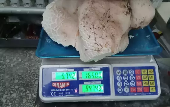 Eşiyle birlikte çıktığı yaylada dev mantarlar buldu