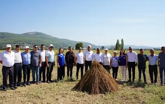 Gökova Altın Susamı Festivali Yapıldı