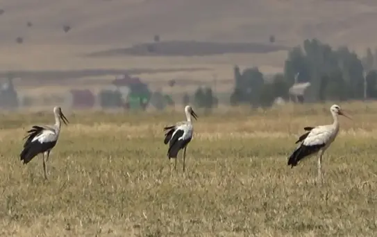 Leylekler Göçe Hazırlanıyor