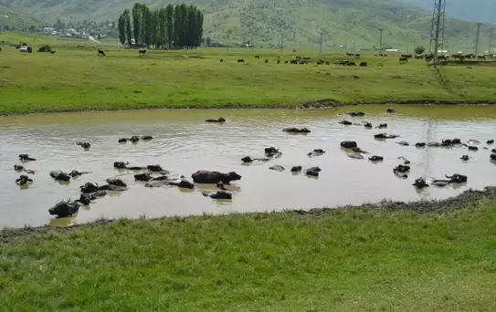 Muş’ta Mandalar Serinlemek İçin Nehre Gidiyor