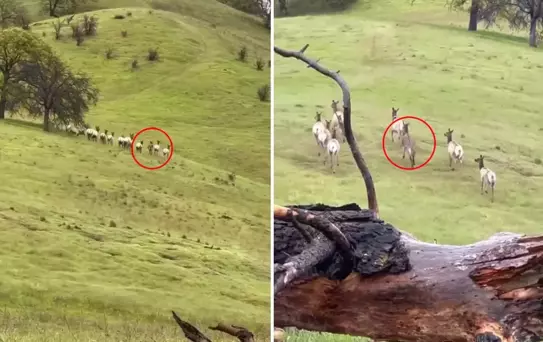 Sahibinin ''telef oldu'' diye umudu kestiği eşek, 4 yıl sonra böyle görüntülendi