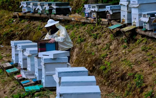 Çam Dağı'nda Kestane Balı Sezonu Başladı
