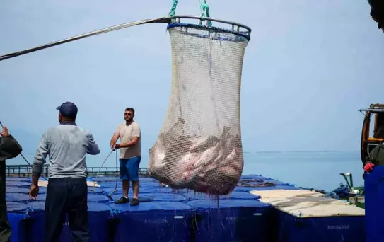 Samsun'da Türk Somonu Hasadı Gerçekleştirildi