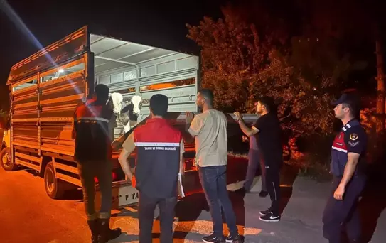 Karantinayı İhlal Eden Besiciye Cezalı İşlem
