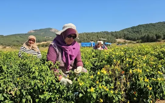 Sındırgı'da Biberiye Hasadı Başladı