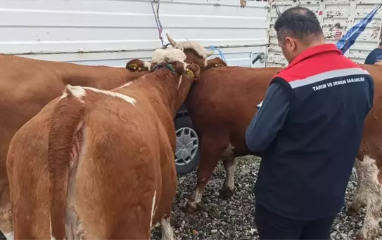 Tokat'ta Süt Sığırcılığı Projesi Töreni
