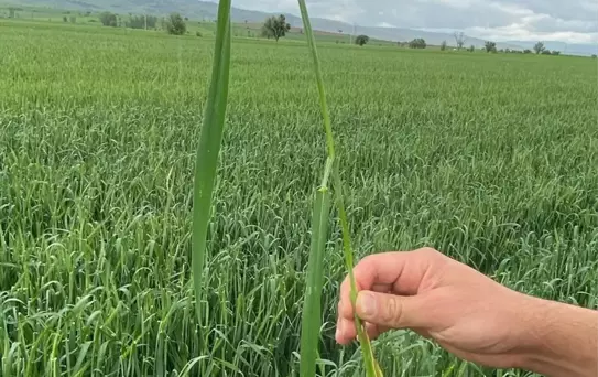 Tokat'ta Dolu Yağışı Hasar Tespit Çalışmaları Başladı