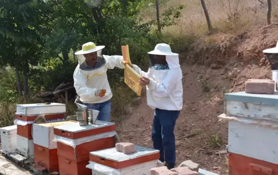 Başçiftlik'te Yayla Balı Hasadı Başladı