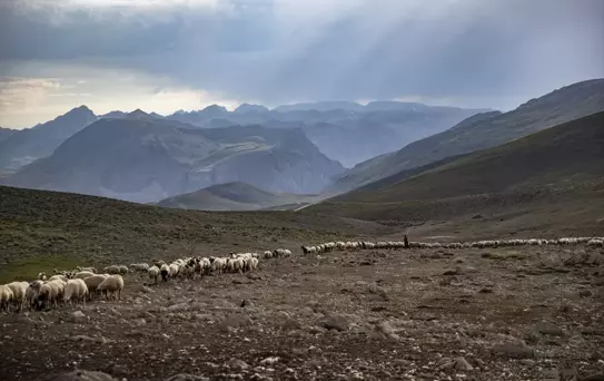 Tunceli'de Göçerlerin Peynir Üretimi