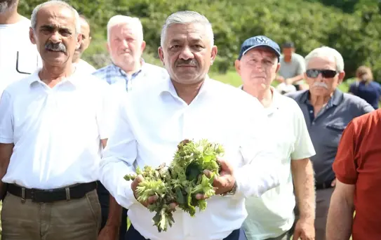 Fındık Hasadı ve Fiyat Beklentileri