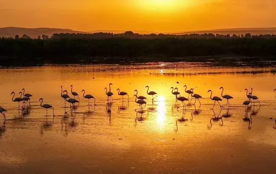 Van Gölü'nde Flamingo Güzelliği
