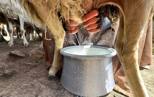 Erciş Yaylasında Peynir Yapımı