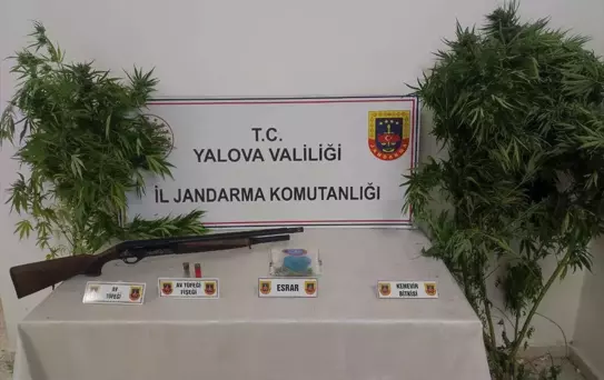 Yalova'da Kenevir Satışı İddiasıyla 2 Gözaltı