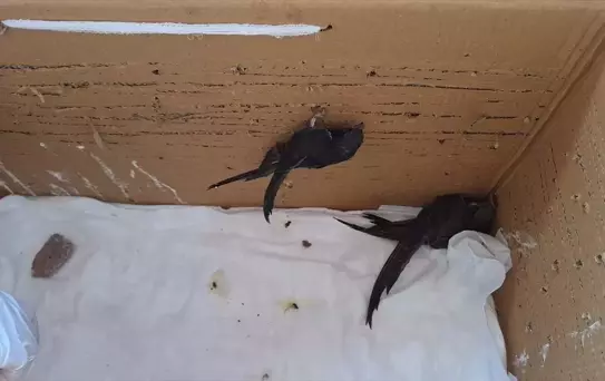 Yaralı Ak Karınlı Ebabil Klinikte Tedavi Altında