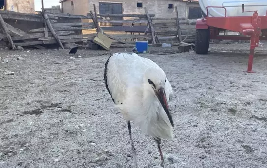 Tufaner Ailesi Yaralı Leyleğe Sahip Çıktı