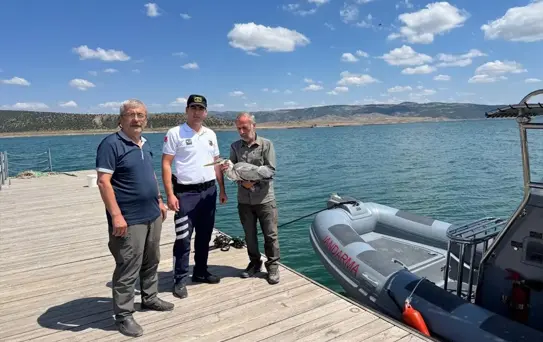Yaralı Gri Balıkçıl Kuşu Tedavi Altında