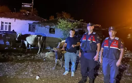 Yozgat'ta Kaybolan Hayvanlar Bulundu