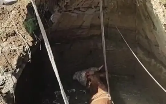 Kuyuya Düşen İnek Kurtarıldı