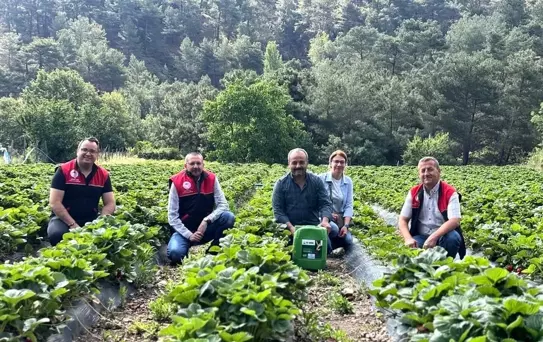 Çakırdere'de İlk Çilek Hasadı Başladı