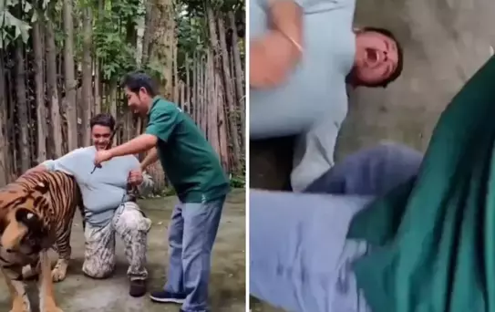 Selfie çekmek istediği kaplanın saldırısına uğrayan adam ağır yaralandı