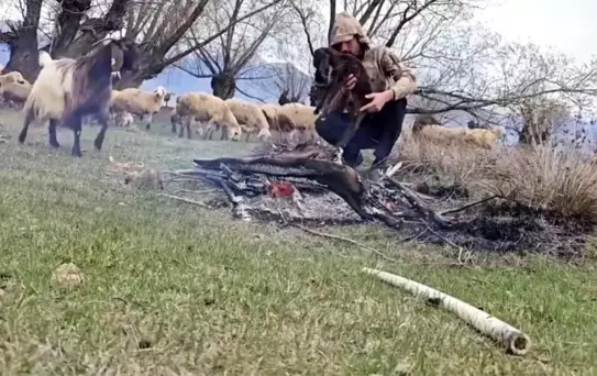 Çoban Oğlağı Doluya Karşı Kurtardı