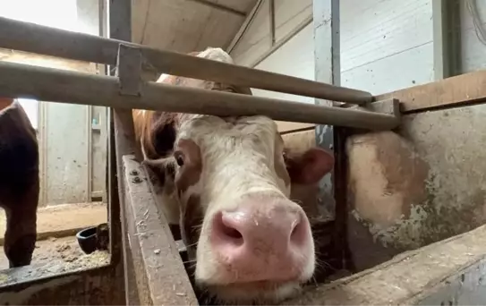Kurban Bayramı Öncesi Yerli Üretim Uyarısı